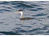 Photo of Western Grebe - Aechmophorus occidentalis